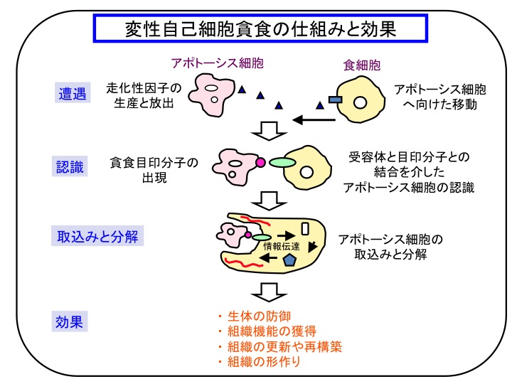 貪食 能 を 有する の は どれ か