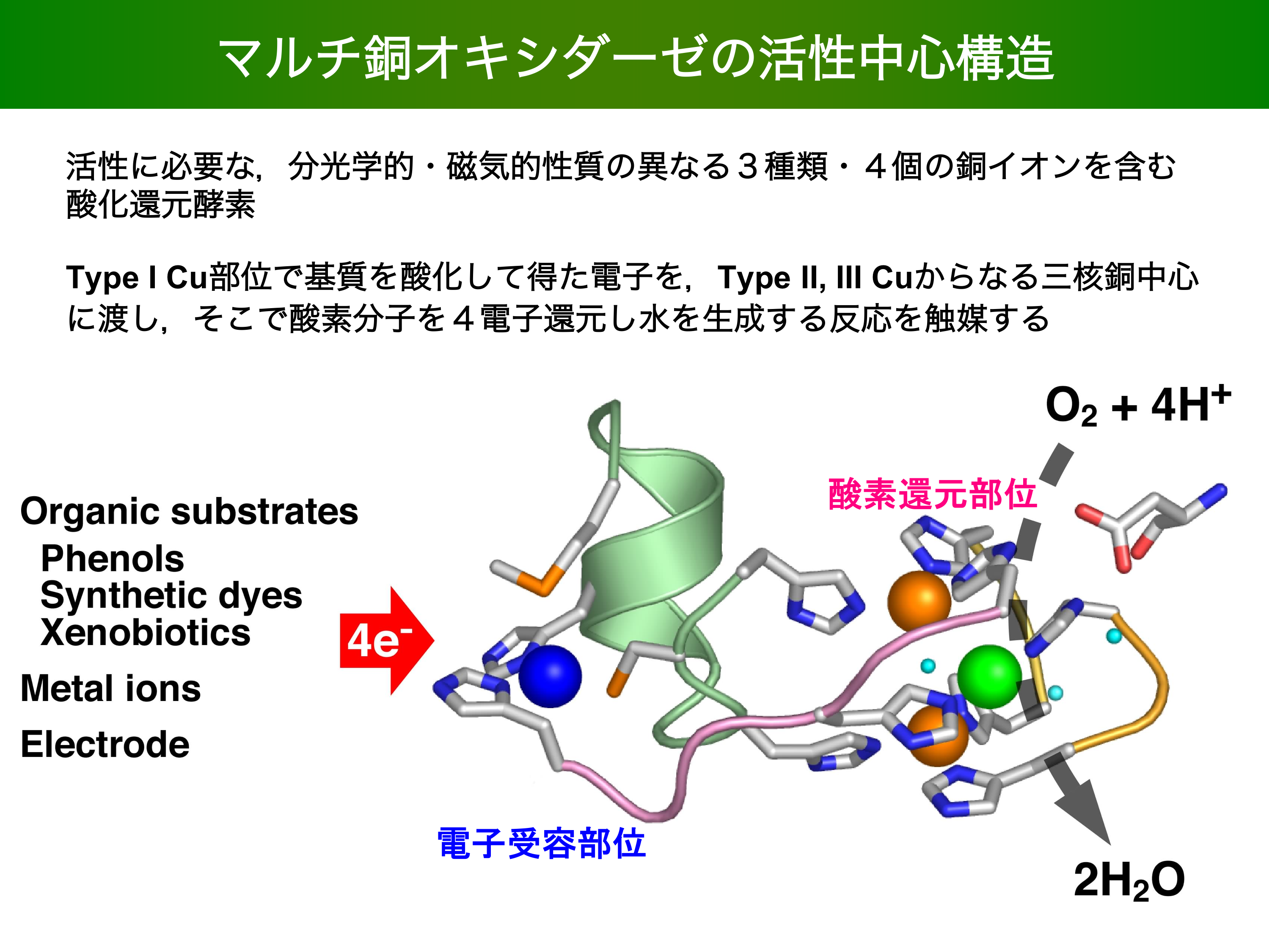 マルチメタル酵素の構造と機能に関する研究