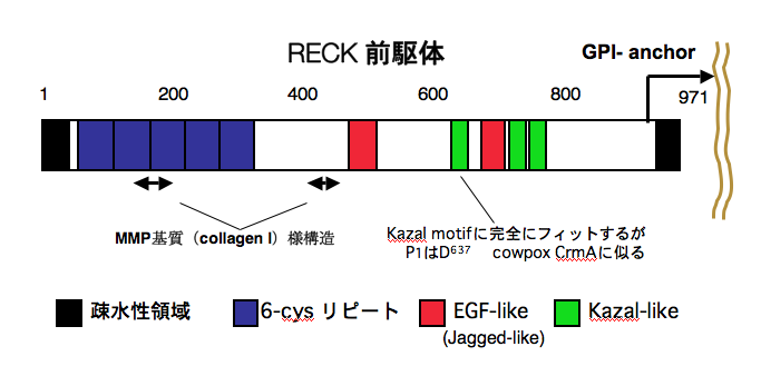 Tumor suppressor function of RECK