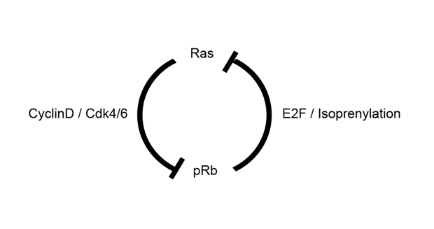 Rb-Ras 経路の解明
