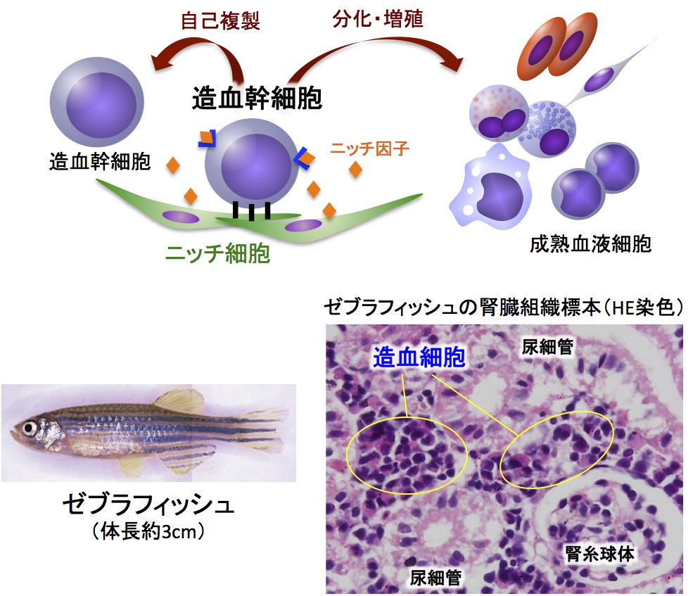 魚類腎臓における造血幹細胞ニッチの同定と機能解析