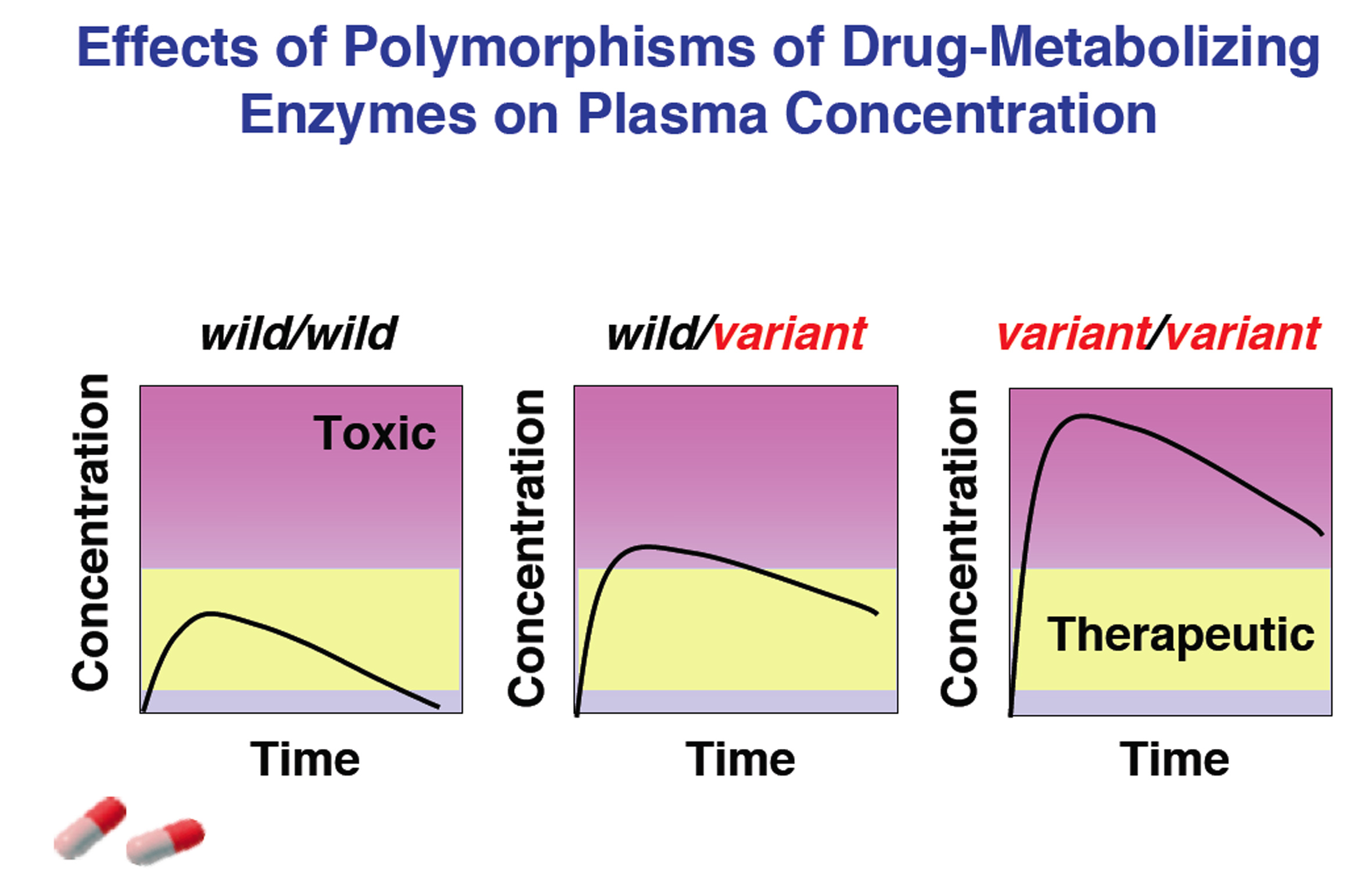Genetic polymorphisms of Drug-metabolizing enzymes