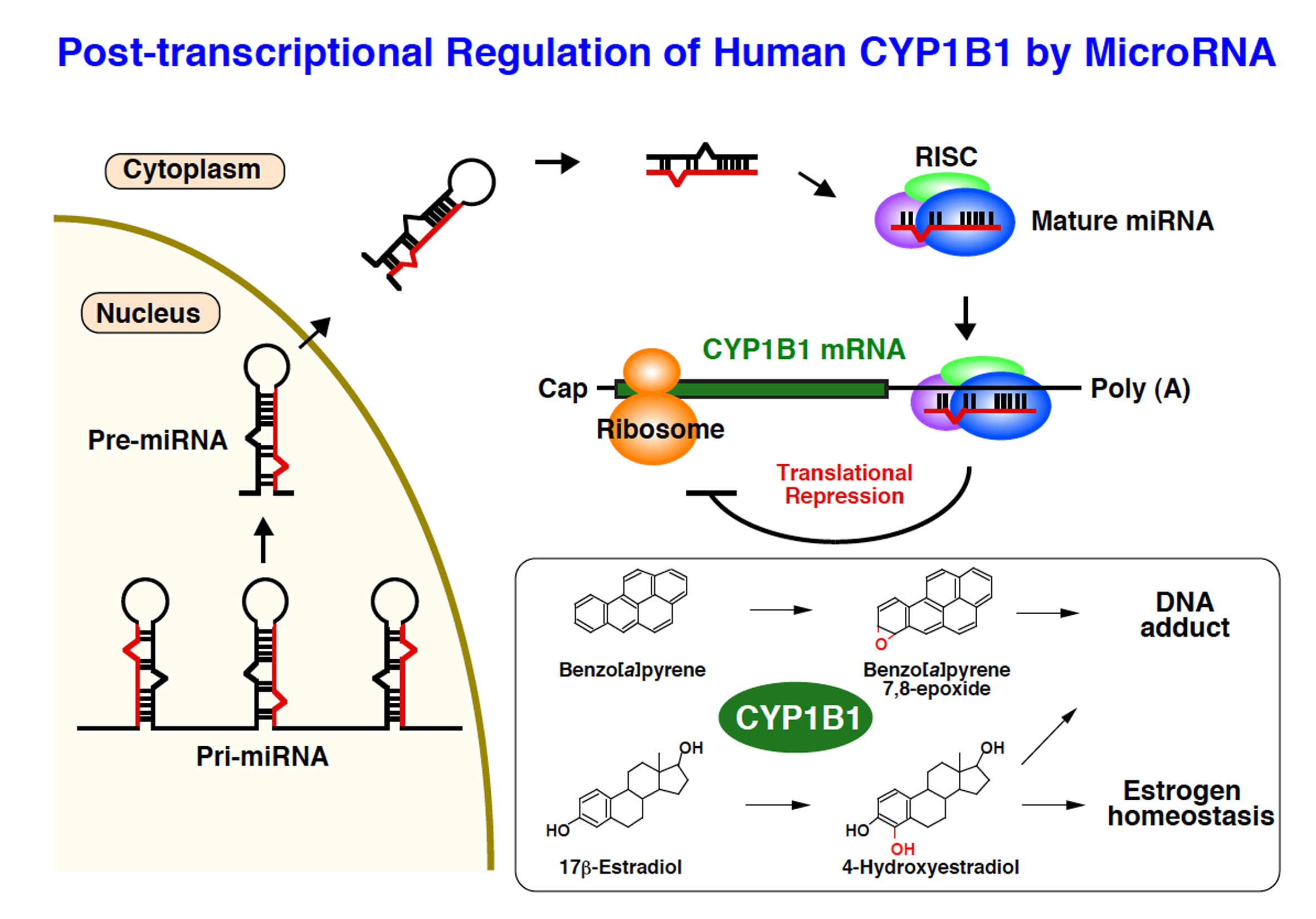 Regulation of drug metabolizing enzymes