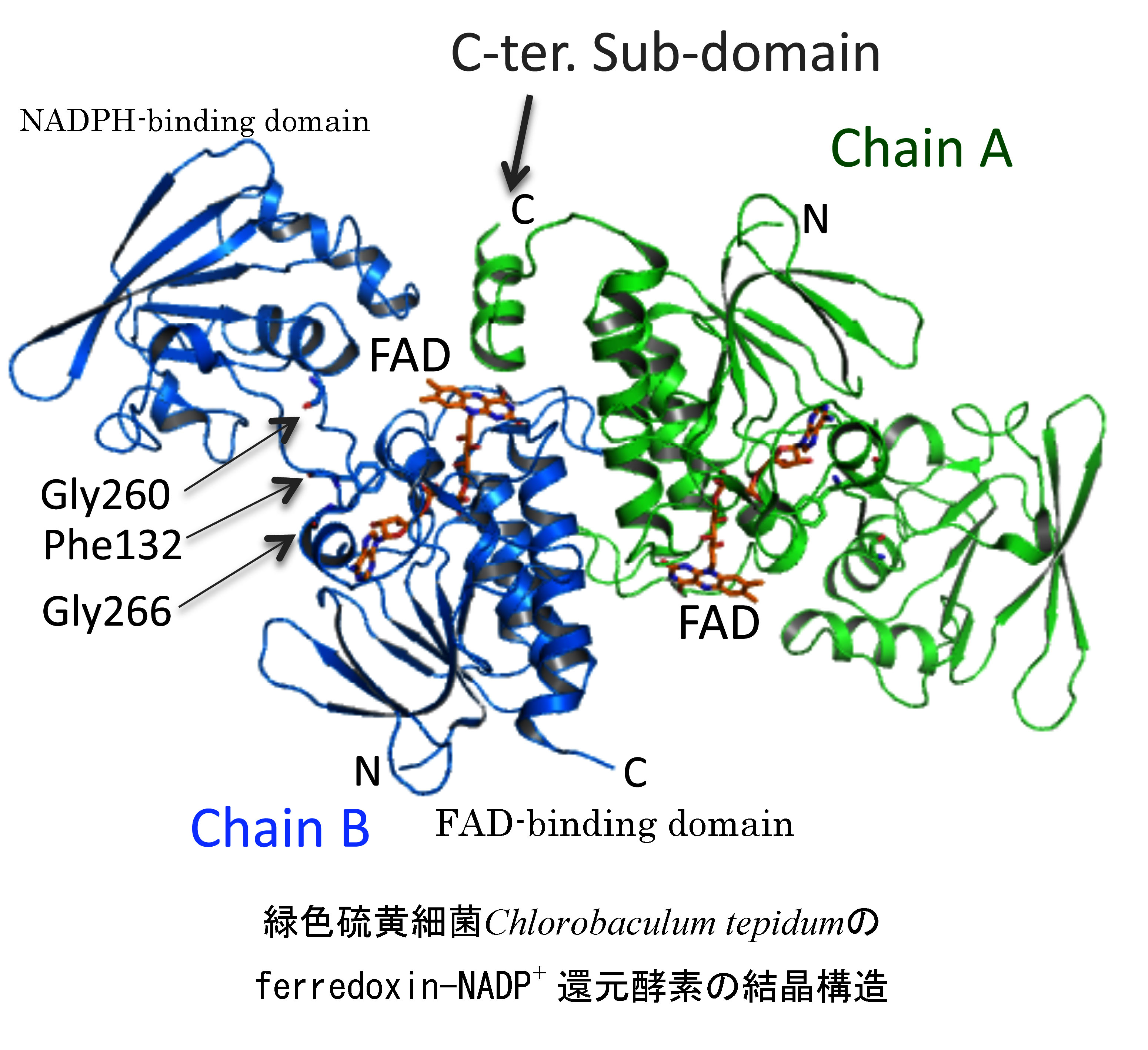 チオレドキシン還元酵素型Ferredoxin-NADPH酸化還元酵素の反応機構の解明