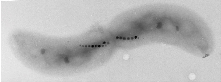 磁性細菌の磁気オルガネラ「マグネトソーム」の形成機構の解明