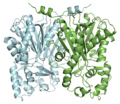 フラボノイドやリグナンなどの脂溶性化合物生合成関連酵素の構造・機能解析