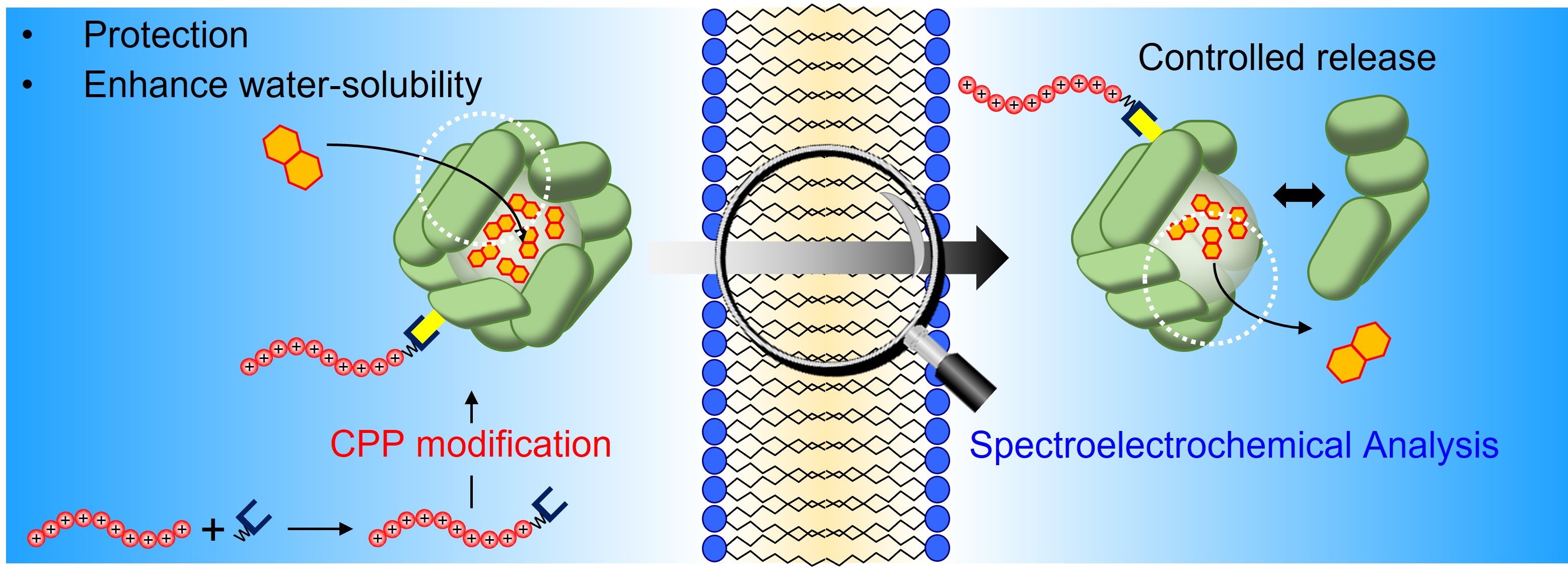 生体膜透過性タンパク質キャリアの創製と膜反応・包接反応の制御